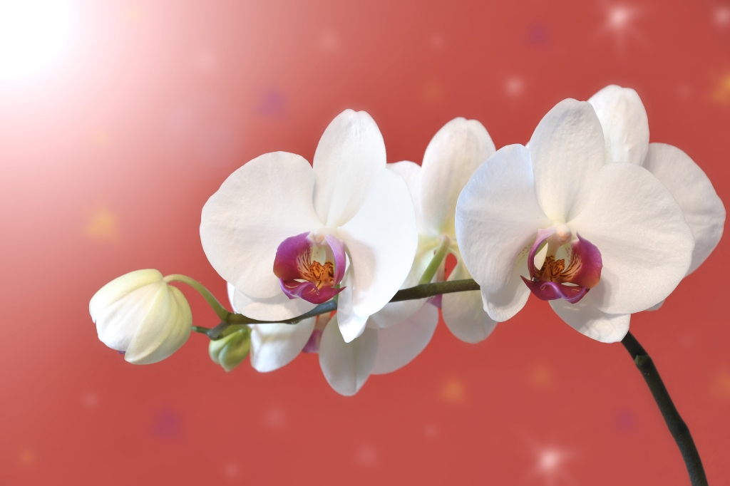 Orchidea