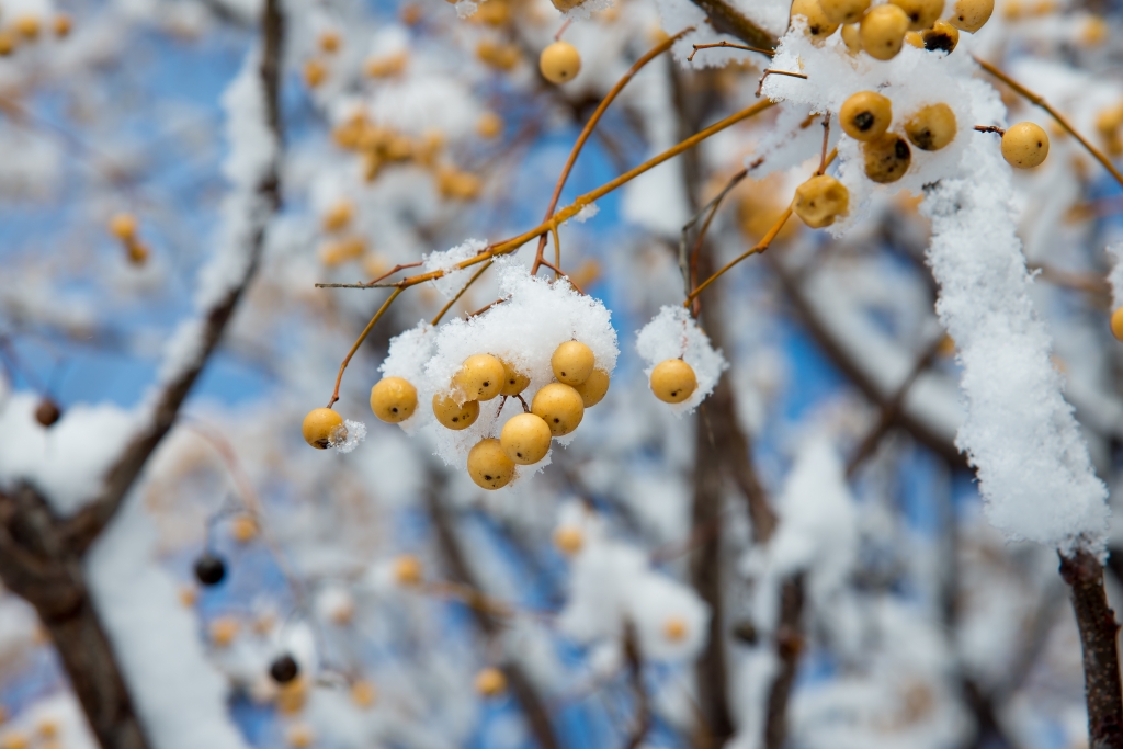 ramo di albero con bacche gialle e neve