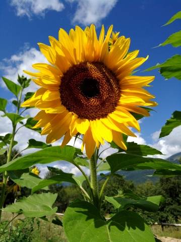 girasole in primo piano
