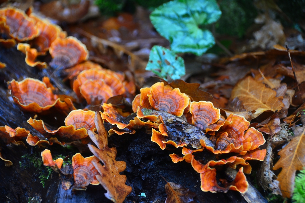 FUNGHI NEL BOSCO