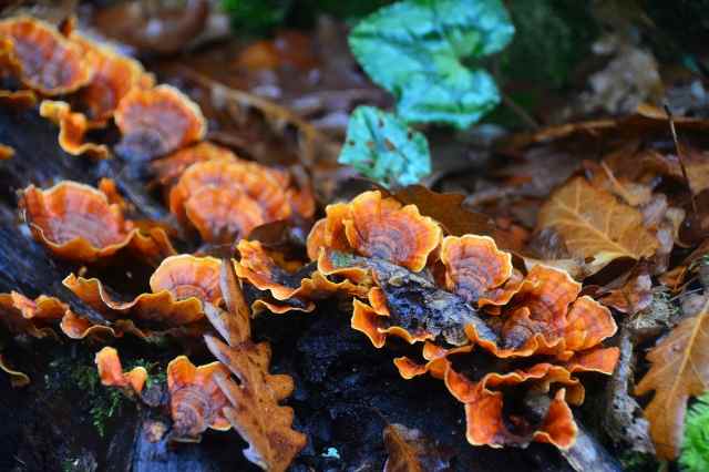 FUNGHI NEL BOSCO · robfilippini
