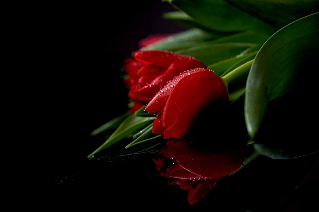 the red tulip