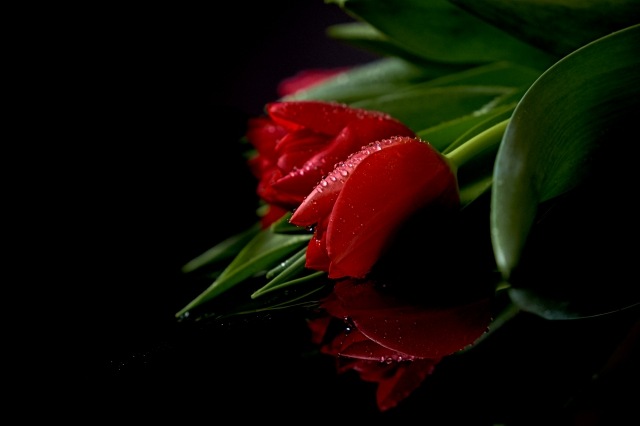 the red tulip