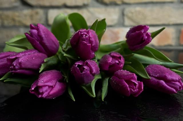 the purple tulip