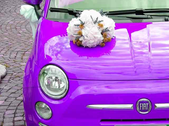 500 viola