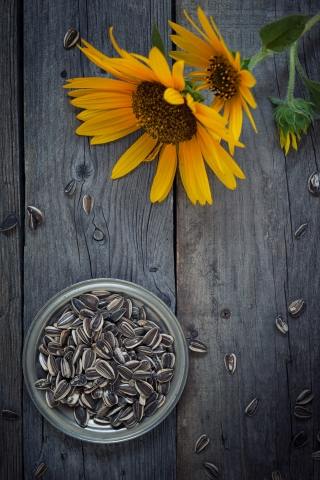 Girasole