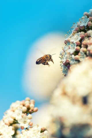 Bee flying