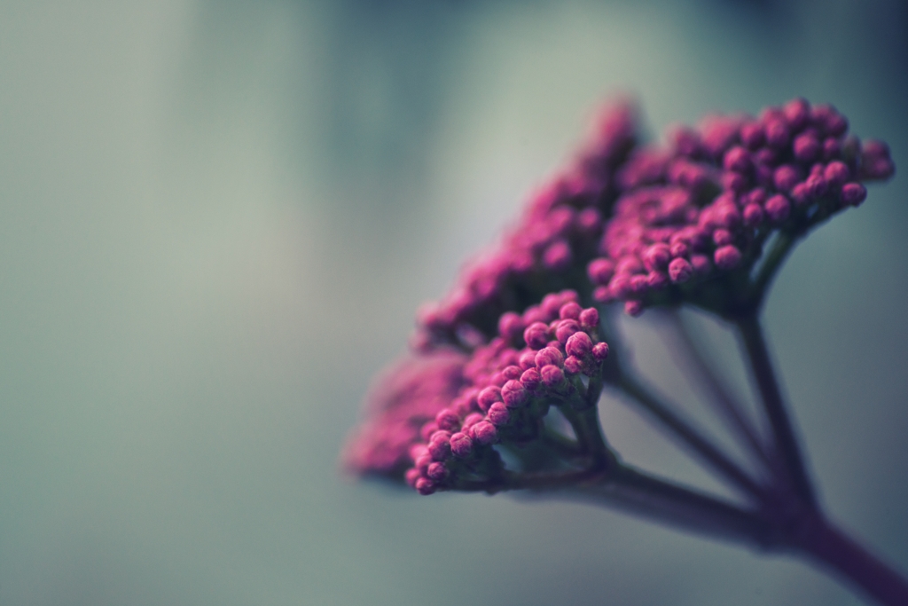 Winter pink flowers