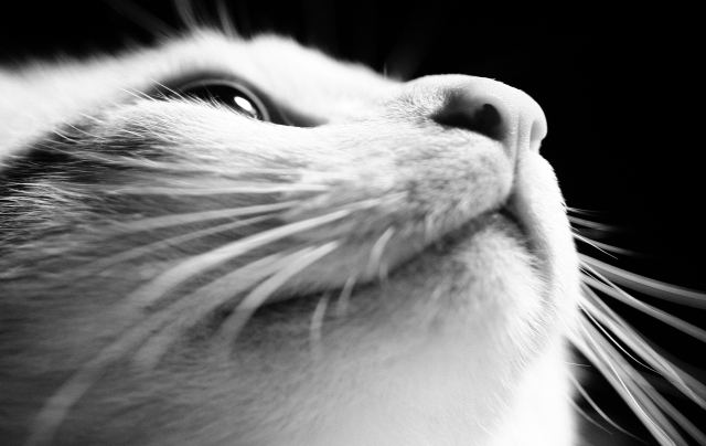 Con il naso all'insù · eugeniacarossa