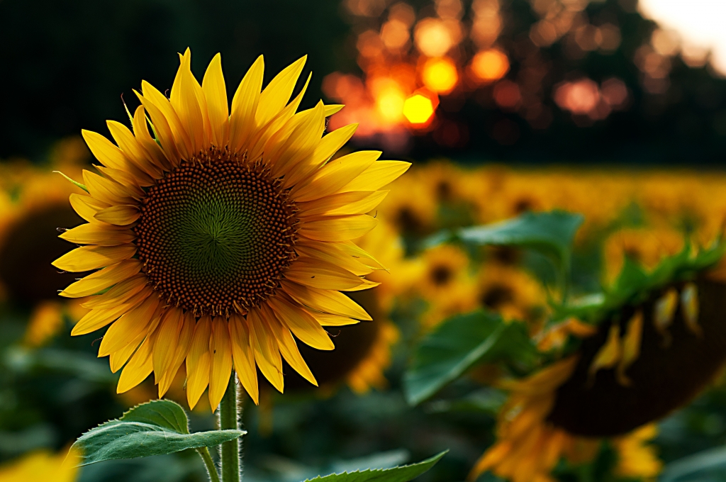 Girasole al tramonto