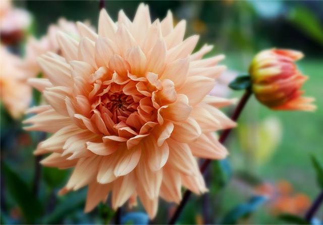 Macro di Dalia nel giardino