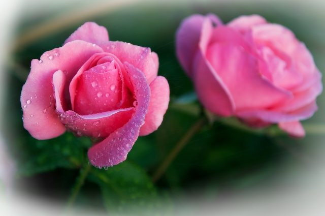 rose con rugiada
