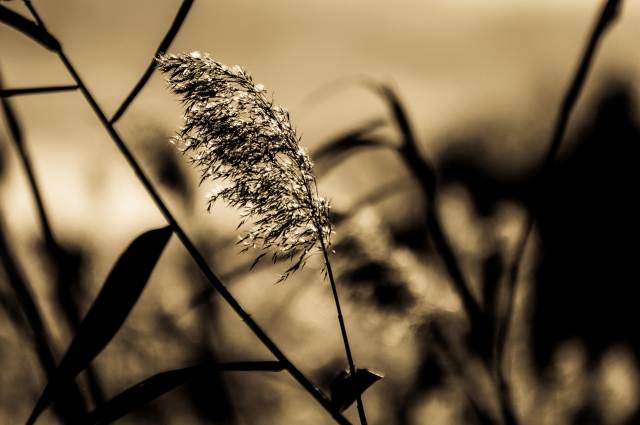 Soffi di luce
