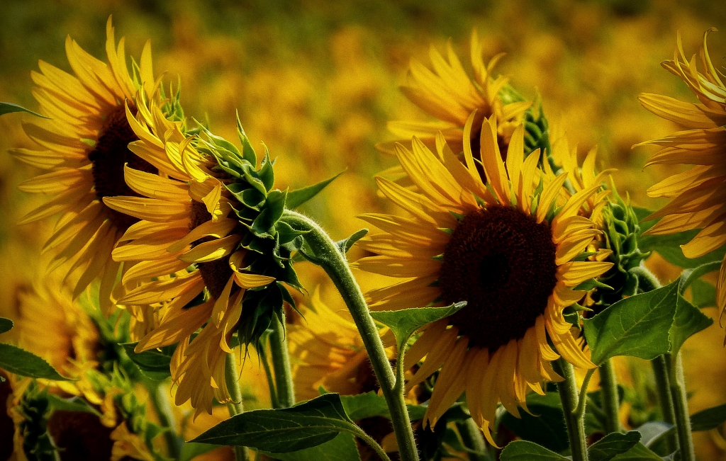 Girasoli toscani