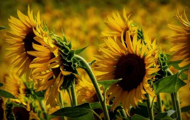 Girasoli toscani · loveombra