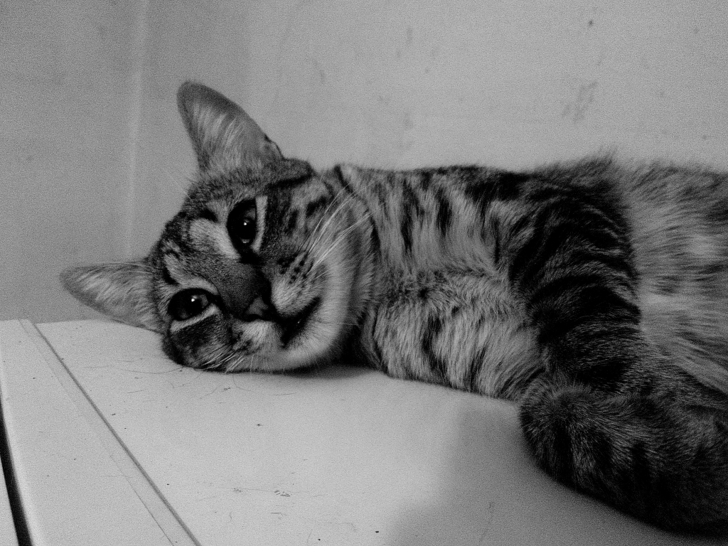 Grey purrr