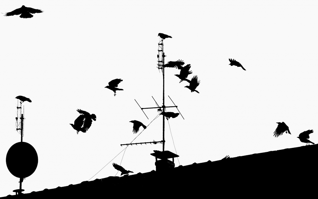 The Birds
