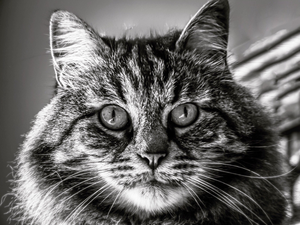 Leogatto-Sguardo felino