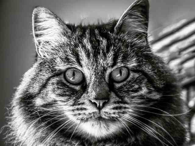 Leogatto-Sguardo felino
