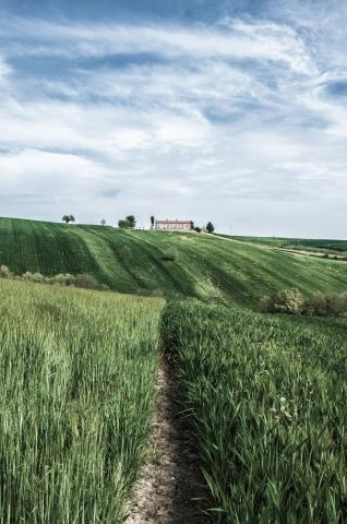 campo di grano in collina