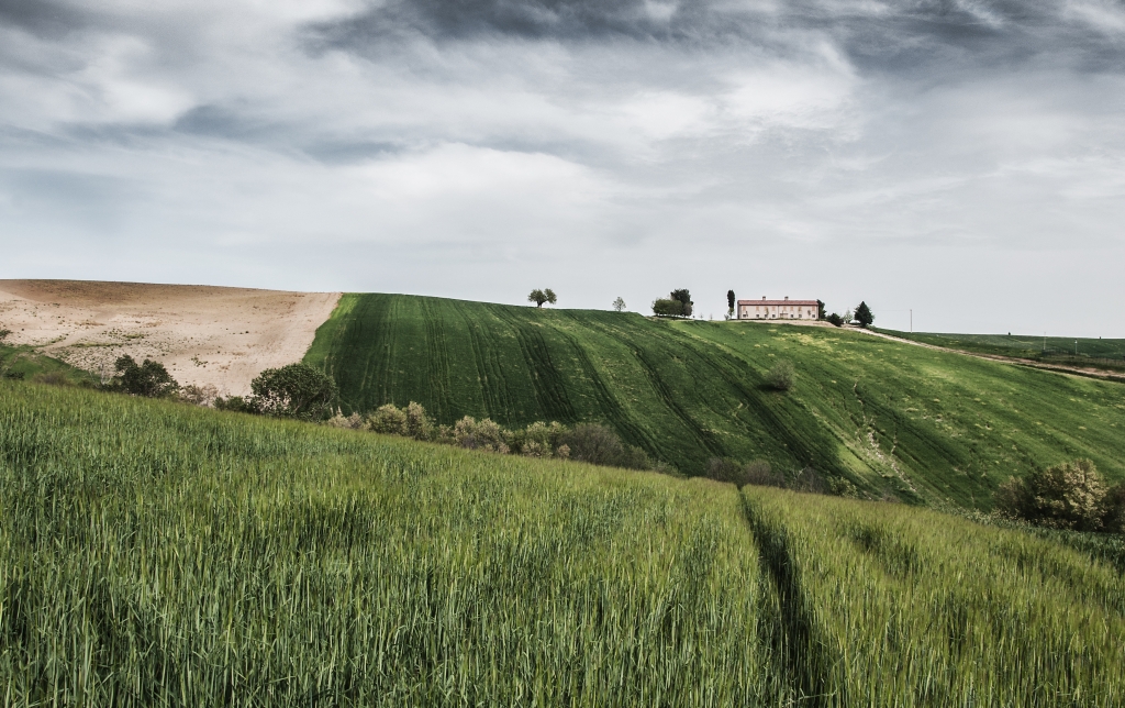 campi di grano con casolare