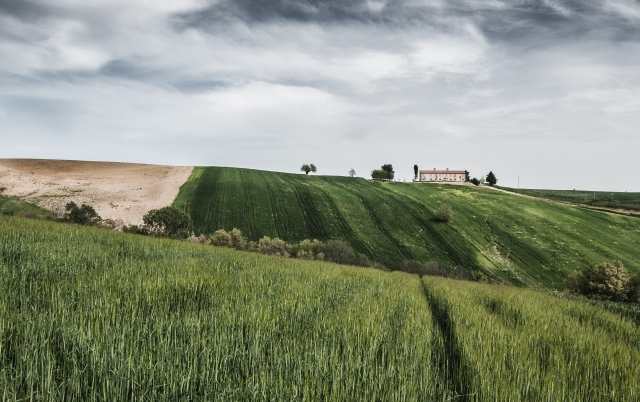 campi di grano con casolare