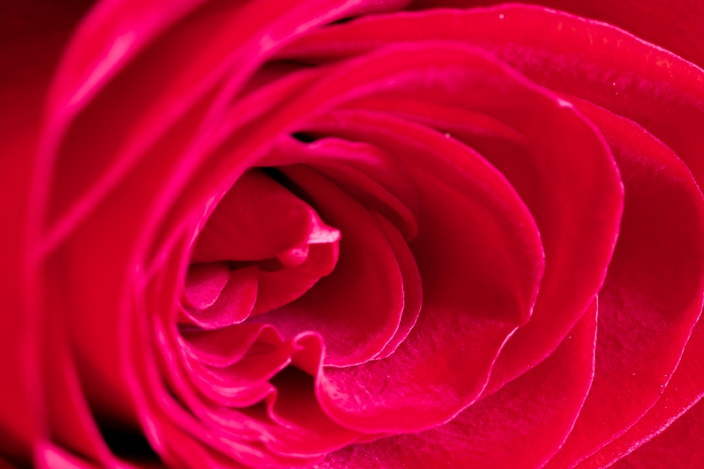 rosa rossa