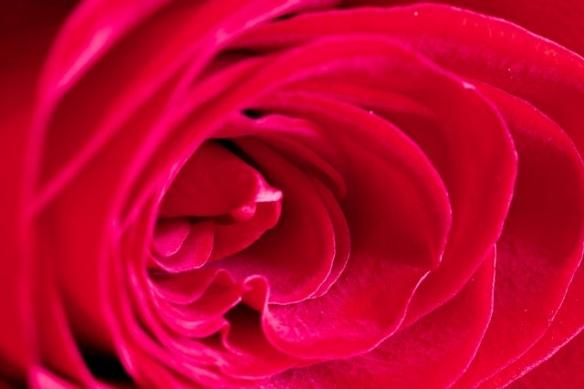 rosa rossa
