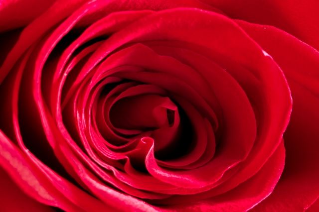 Rosa rossa macro · lang_bart