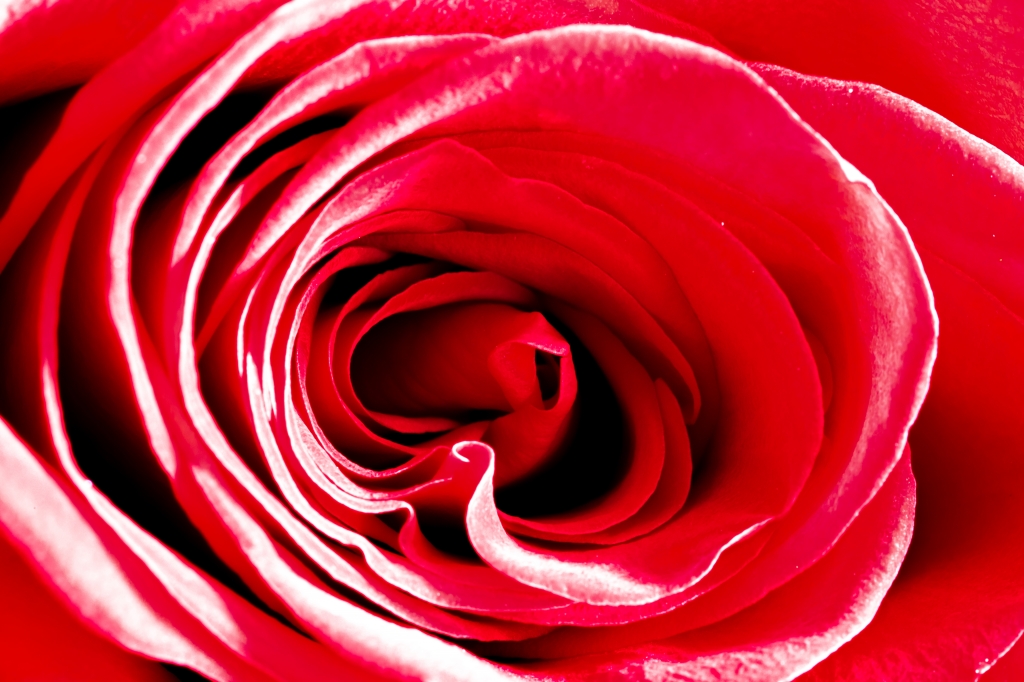 rosa rossa, simbolo d'amore