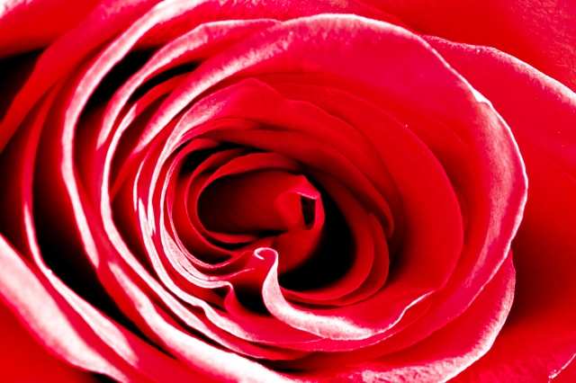 rosa rossa, simbolo d'amore