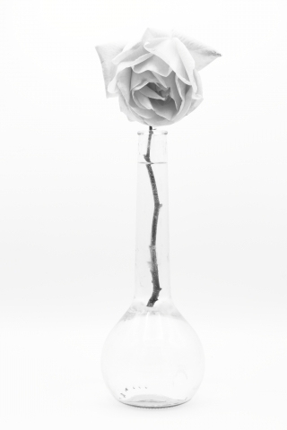 Rosa 1 BN · toninocorso