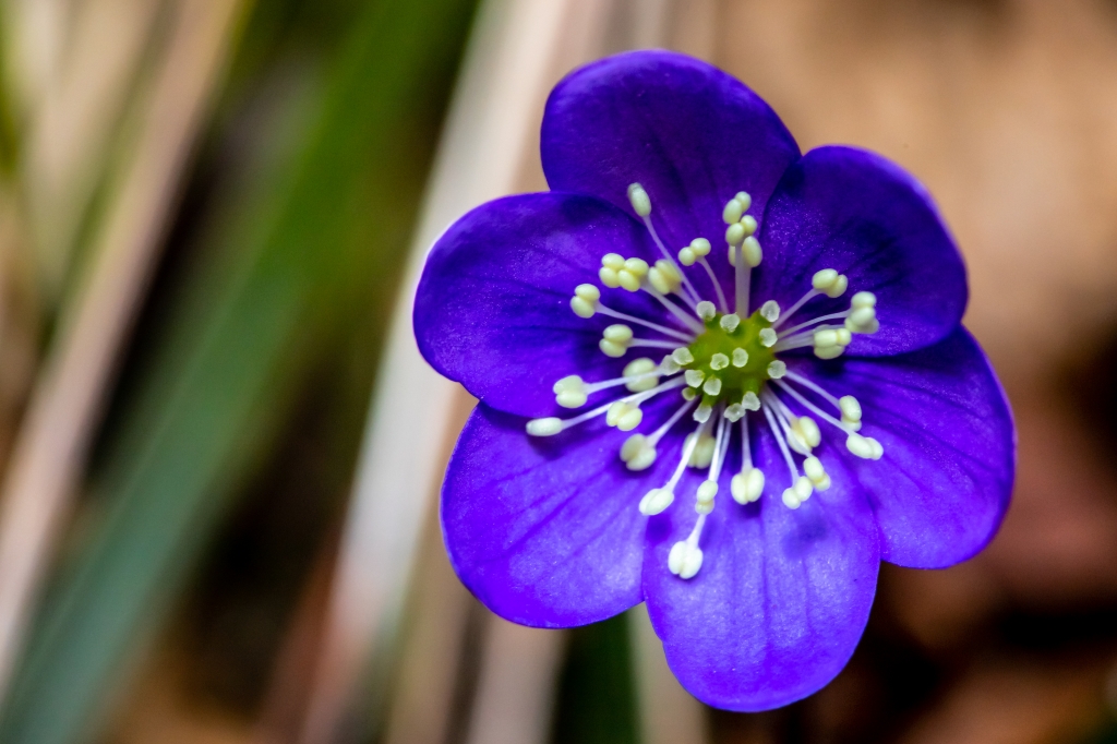 Violetta