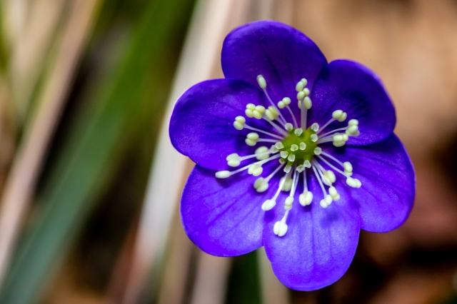 Violetta