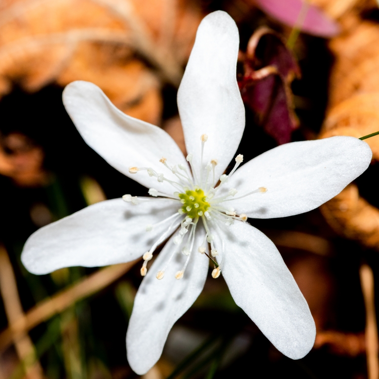 Fioritura primaverile