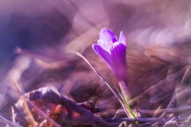 La giovinezza del crocus