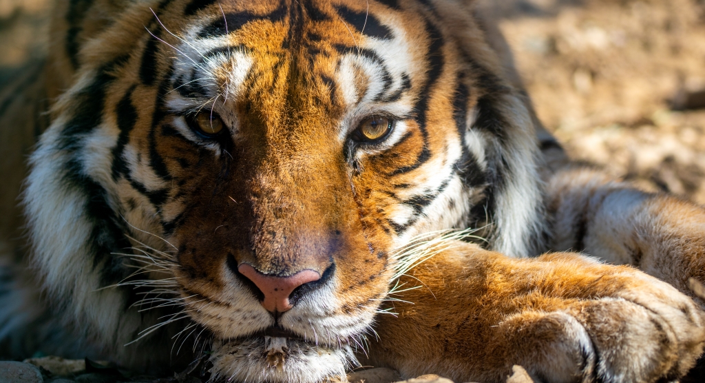 tigre