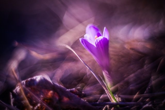 Magia primaverile