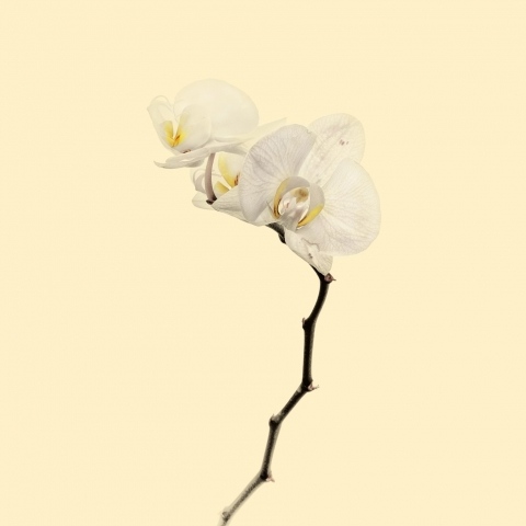 Fiore