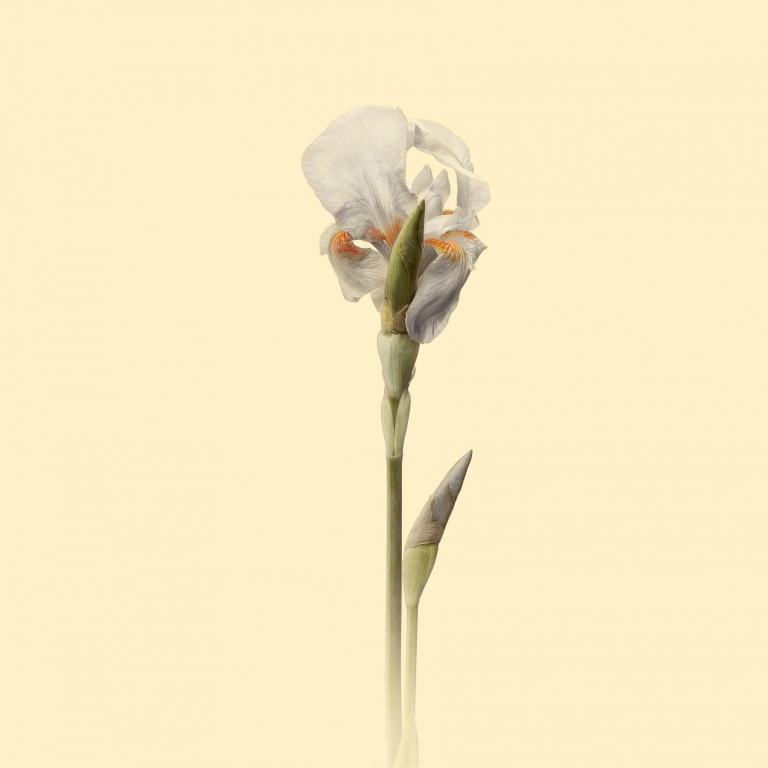Fiore