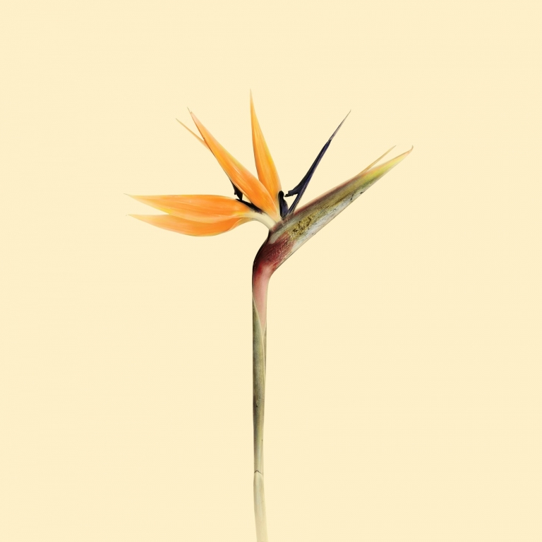 Fiore