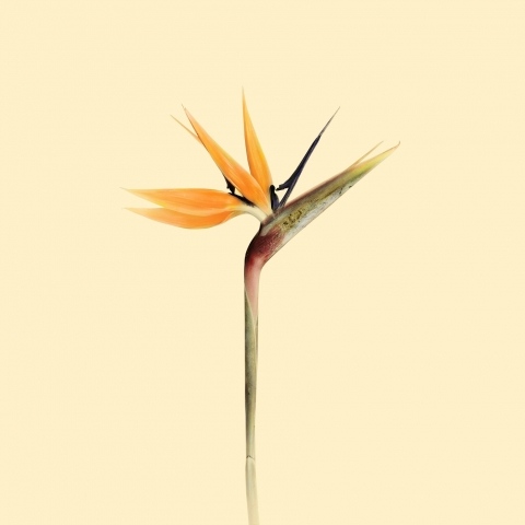 Fiore