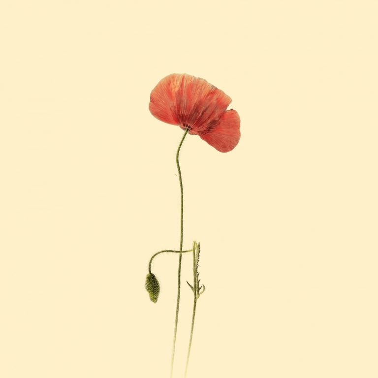 Fiore