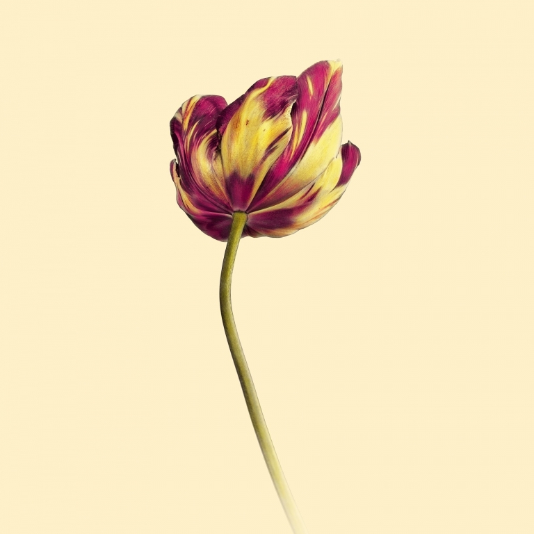 Fiore