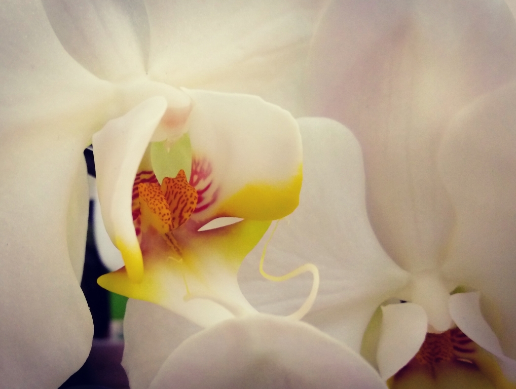 Orchidea Bianca