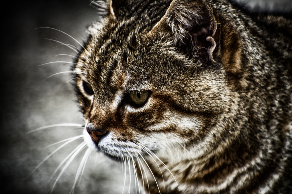 Gatto