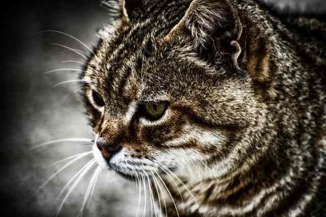 Gatto