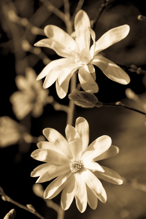 Magnolia Stellata