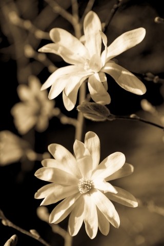 Magnolia Stellata