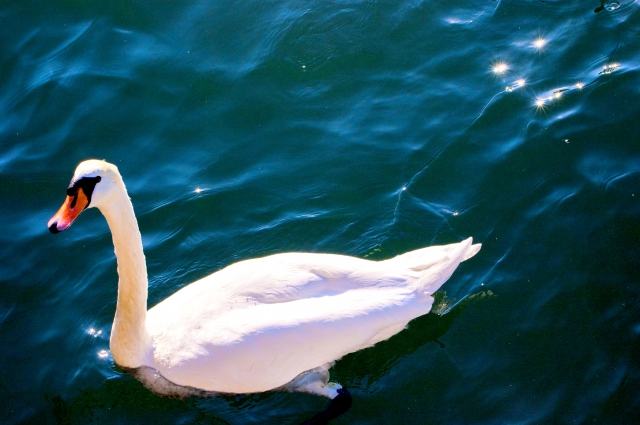 Cigno bianco